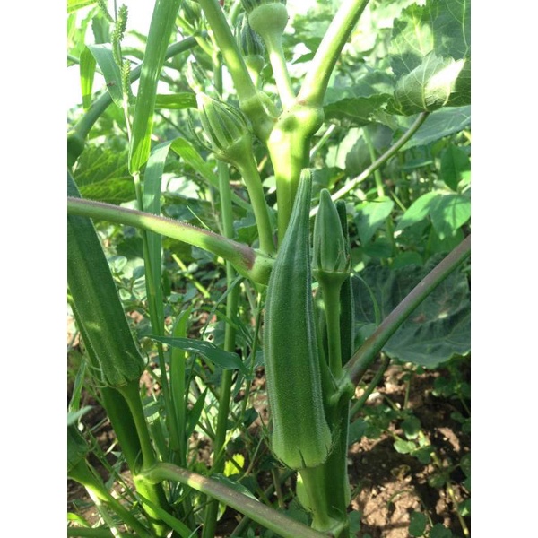 ต้นกล้ากระเจี๊ยบเขียวลูกใหญ่ พร้อมปลูก กล้าละ 10บาท พืชผักบ้านๆ ประโยชน์เพียบพูน สรรพคุณทางยาพร้อมสรรพ - รูปที่ 2