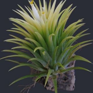 ทิลเเลนเซียสีเหลือง Tillandsia IonanthaYellow