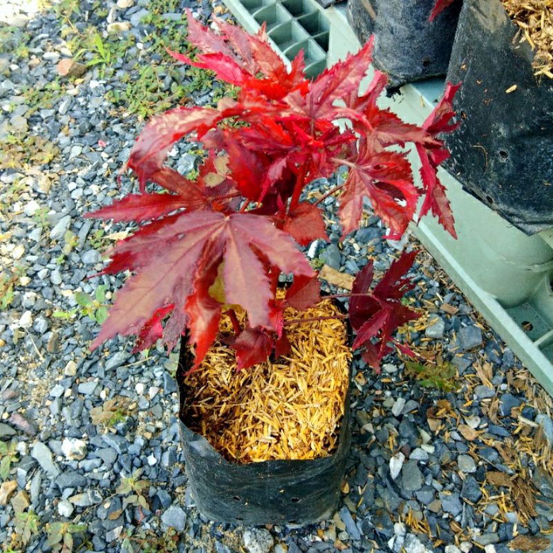 ต้นชบาเมเปิ้ล ขนาดถุงเพาะชำ5นิ้ว พร้อมปลูก สูงประมาณ25ซม. ดอกสีแดง