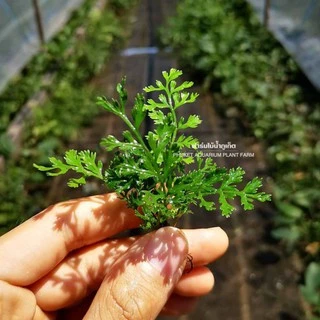 รากดำ ใบแฉกจิ๋ว / ใบแฉกแคระ – BOLBITIS DIFFORMIS ต้นไม้น้ำ