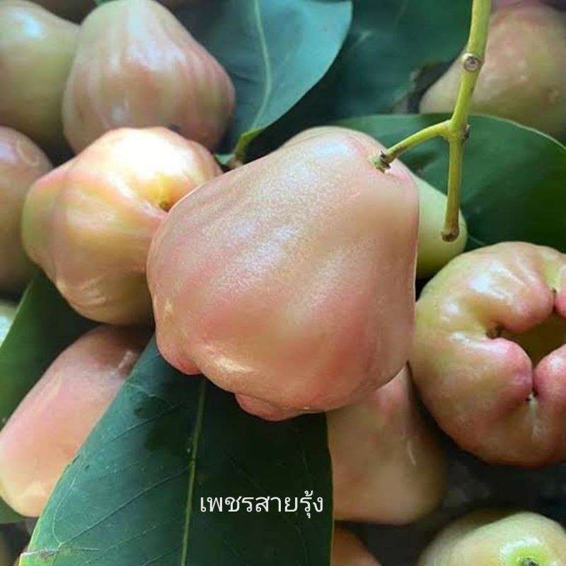 ต้นชมพู่​เพชร​สายรุ้ง​