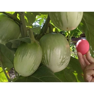 เมล็ดมะเขือเปราะยักษ์ หยกทศกัณฐ์ Giant Eggplant ตราภูเขาทอง เมล็ดพันธุ์มะเขือเปราะยักษ์ เมล็ดมะเขือ เมล็ดพันธุ์มะเขือเปร
