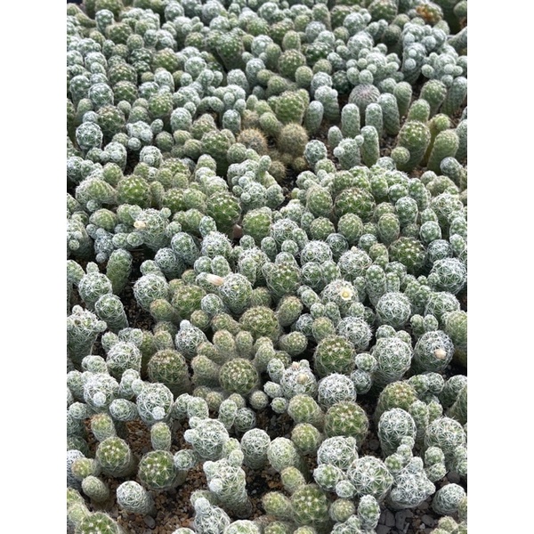 แมมกราซิลิส mam gracilis ไม้ชำหน่อ จากฟาร์ม cactusdreamyok ต้นไม้ กระบองเพชร cactus