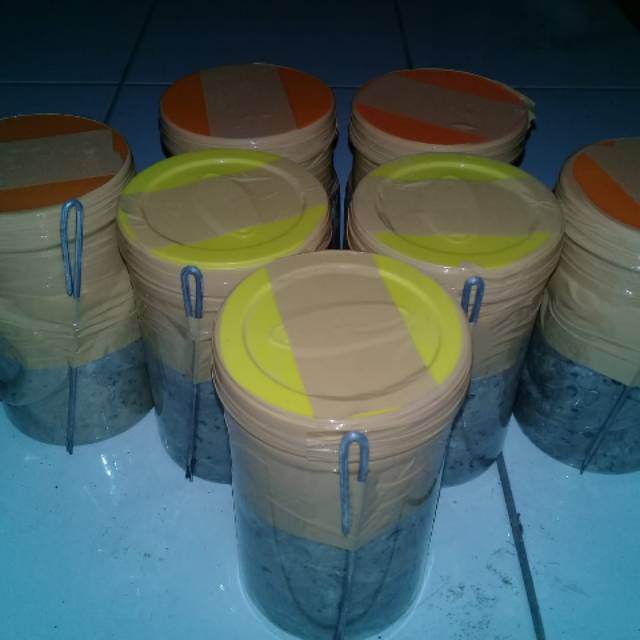BaitKUCUR SIRAJA BAUNG 600gram Rp. 60,000 ฟรีเครื่องมือติดตั้งเหยื่อ