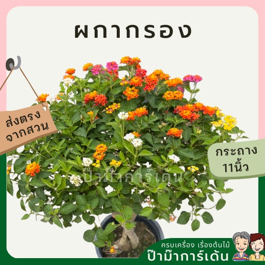 มุมมอง 2