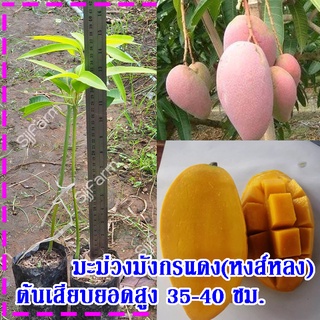 1 ต้น ต้นพันธุ์มะม่วงมังกรแดง(Reddragon Mango) หรือมะม่วงพันธุ์หงส์หลง ต้นเสียบยอดสูง 35-40 ซม.จัดส่งพร้อมถุงเพาะชำ