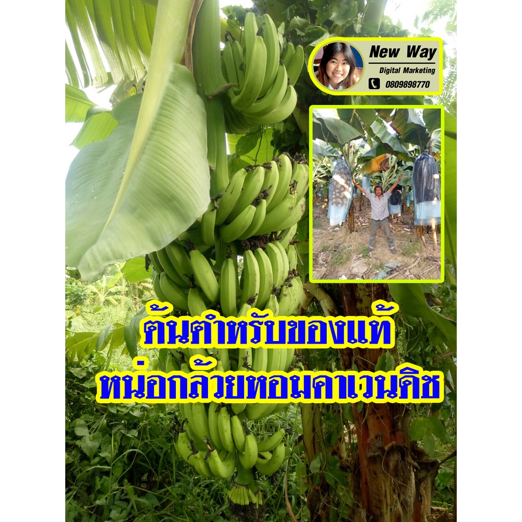 (กล้วยส่งออก)หน่อกล้วยหอมคาเวนดิช กล้วยหอมคาเวนดิช(1หน่อ) เป็นกล้วยที่ซีพีและโดลทำแปลงใหญ่ขายในไทยและส่งออกครับ