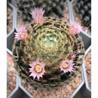 ขนนกเหลืองขีดชมพู Mammillaria Schiedeana