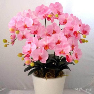 [จัดส่งรวดเร็ว] Phalaenopsis Orchid Seed ขายกระถางดอกไม้เมล็ดพันธุ์พืชสวนบอนไซเมล็ดพันธุ์ดอกไม้ในร่มและกลางแจ้งพืชมีชีวิ