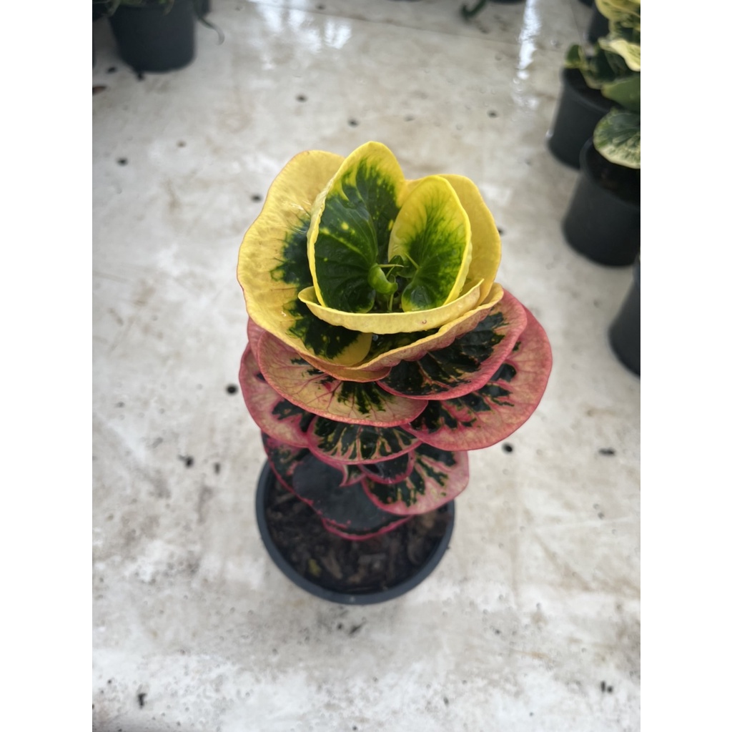 มุมมอง 4