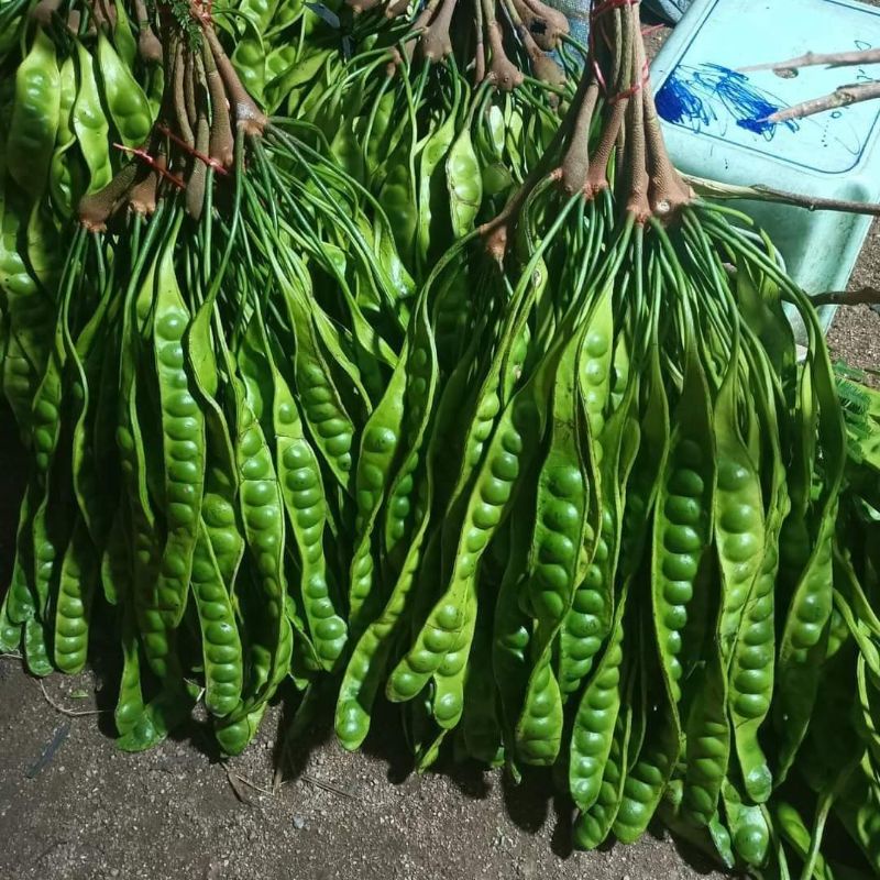 สะตอฝักสวยๆ สะตอ สดไหม่ ปลีกส่งราคาถูก(10แถม1) ขั้นต่ำ11ฝัก