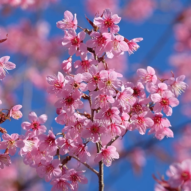 นางพญาเสือโคร่งซากุระเมืองไทยถูกที่สุด10บ.เมล็ดพันธุ์นางพญ รูปที่ 2
