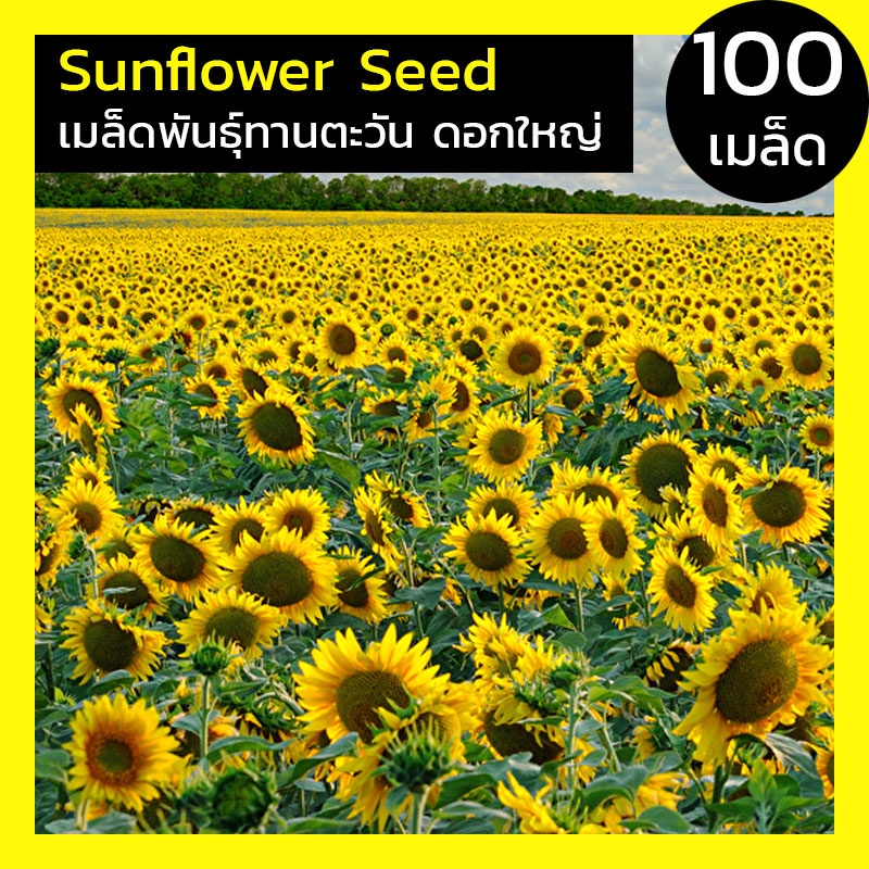 [100เมล็ด] เมล็ดพันธ์ุ ดอกทานตะวันดอกใหญ่ ทานตะวัน ดอกทานตะวัน ทานตะวัน Sunflower Seed โชว์ดอกใหญ่ ส