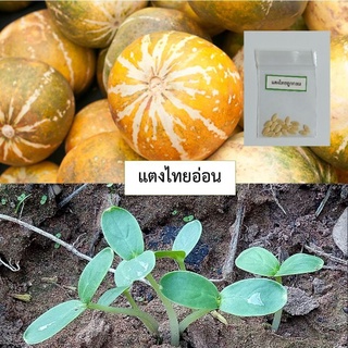 เมล็ดแตงไทยลูกกลม 15 เมล็ด (ซื้อ10แถม1คละได้)