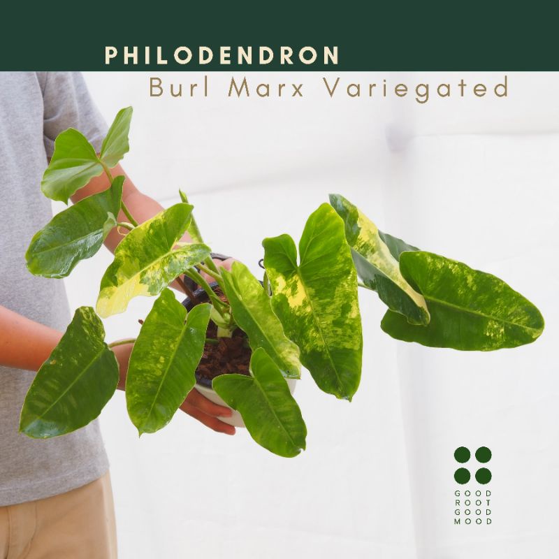 Philodendron Burlmarx Variegated  ไม้ยอด ใบแน่น รากแน่น ด่างลงก้าน คุ้มมาก