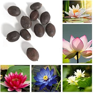 7 เมล็ด เมล็ดบัว คละสี ดอกใหญ่ สายพันธุ์เมล็ดบัว ดอกบัว Lotus seeds