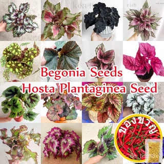 ของแท้ 100% 50 PCS บีโกเนีย Colorful Begonia Plants Seeds Flower Seeds Hosta Plantaginea Plants Seeds ต้นไม้มงคล ต้นไม้ฟ