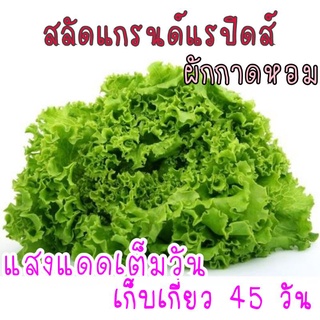 500 เมล็ด สลัด แกรนด์แรปิดส์ (ผักกาดหอม)