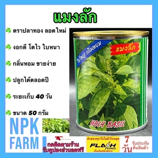 แมงลัก 50 กรัม เมล็ดพันธุ์ ตราปลาทอง ลอตใหม่ งอกดี โตไว แตกกอดี ใบหนา กลิ่นหอม ใบใหญ่ แขนงมาก อายุเก็บเกี่ยว 40-50 วัน