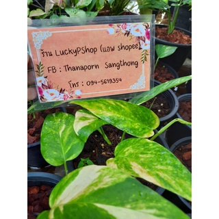 อิพิด่างเหลือง Epipremnum pinnatum yellow variegated กระถาง 6 นิ้ว แตกยอดเริ่มเลื้อย