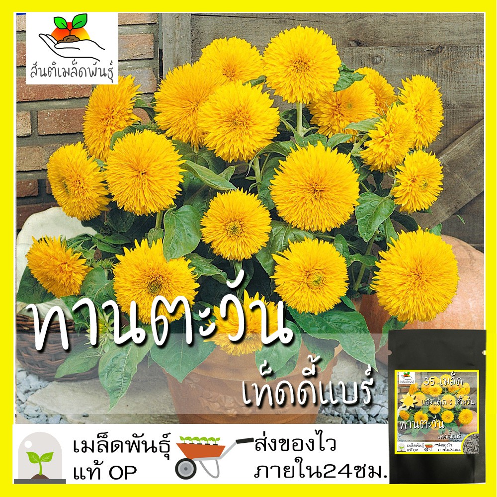 เมล็ดพันธุ์ ทานตะวัน เทดดี้แบร์ 35 เมล็ด Teddy Bear Sunflower seed เมล็ดพันธุ์แท้ นำเข้าจากต่างประเทศ ทานตะวันแคระ ขายดี