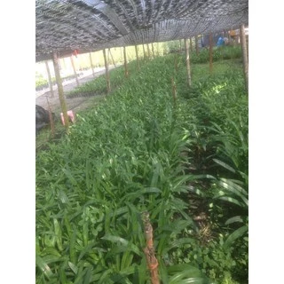 พลับพลึง กทม 30-40 พลับพลีงสีขาว ขั้นต่ำ 4 ต้น ส่งแบบหัวมีใบนิดหน่อยนะคะ (อ่านรายละเอียดข้างล่างก่อนสั่งซื้อ)