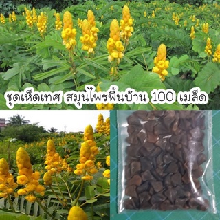 เมล็ดพันธุ์ชุมเห็ดเทศ สมุนไพรพื้นบ้าน