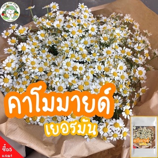 เมล็ดพันธุ์ ดอกคาโมมายล์ 1000 เมล็ด German Chamomile Seed เมล็ดพันธุ์แท้ นำเข้าจากต่างประเทศ ปลูกดอกไม้ คาโมมายล์ ขายดี