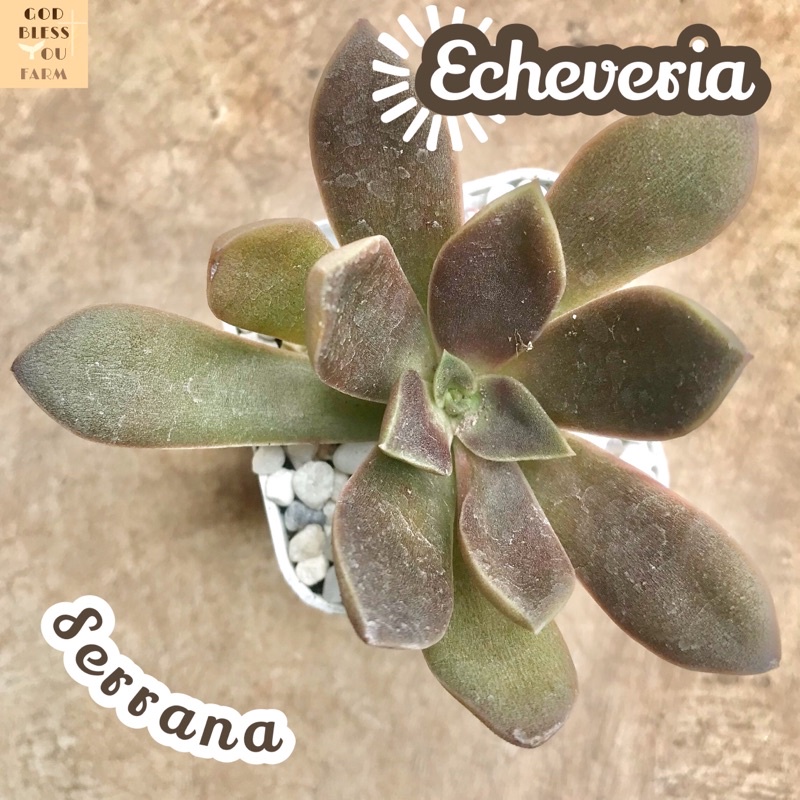 [กุหลาบหินเซอร์ราน่า] Echeveria Serrana  ส่งพร้อมกระถาง แคคตัส Cactus Succulent Haworthia Euphorbia ไม้หายาก พืชอวบน้ำ