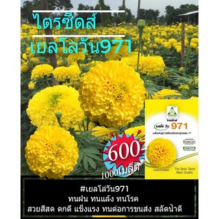 เมล็ดพันธุ์ดาวเรืองตัดดอกลูกผสม เยลโล่วัน 971