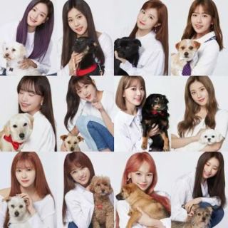 [IZ*ONE] GMARKET POSTCARD : SHOP FOR DOG