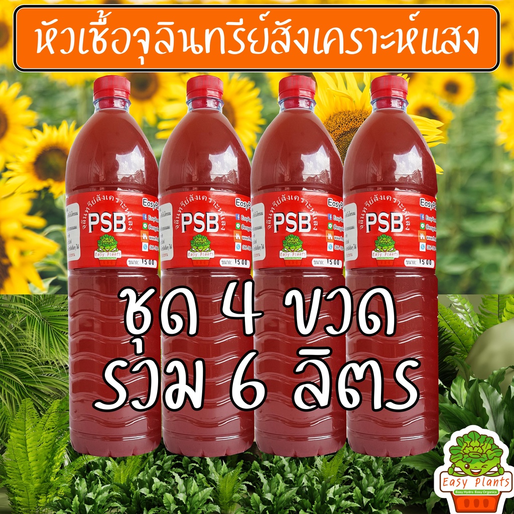 หัวเชื้อ จุลินทรีย์สังเคราะห์แสง PSB ขวด 1.5 ลิตร ชุด 4 ขวด คุณภาพสูง เห็นผลจริง สูตรเข้มข้น แท้ 100% เร่งราก ดอก ผล ดก