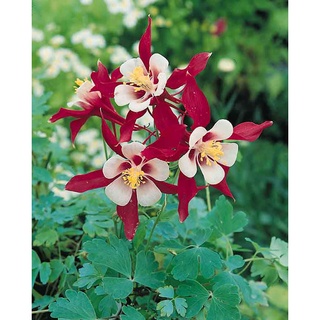 เมล็ดพันธุ์ โคลัมไบน์ aquilegia vulgaris var. stellata columbine barlow 50 เมล็ด เมล็ดพันธุ์นำเข้าจาก อังกฤษ