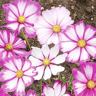 เมล็ดพันธุ์ ดาวกระจาย แคนดี้ สตริป (Candy Stripe Cosmos Flower Seed) บรรจุ 30 เมล็ด