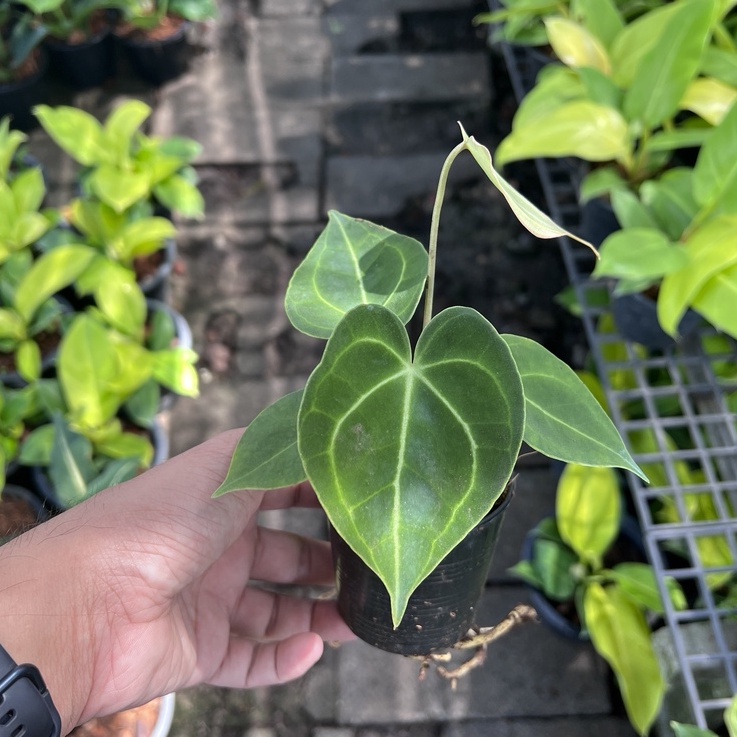 มุมมอง 2