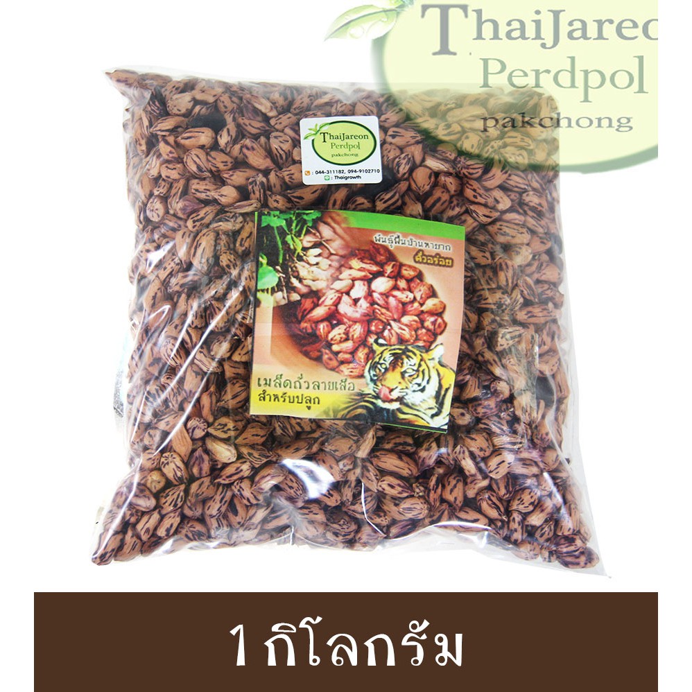 เมล็ดพันธุ์ถั่วลิสงลายเสือ เมล็ดพันธุ์ถั่วลายเสือ ถั่วราชินี ไม่คลุกยา แบ่งขาย เป็นถั่วสำหรับปลูก