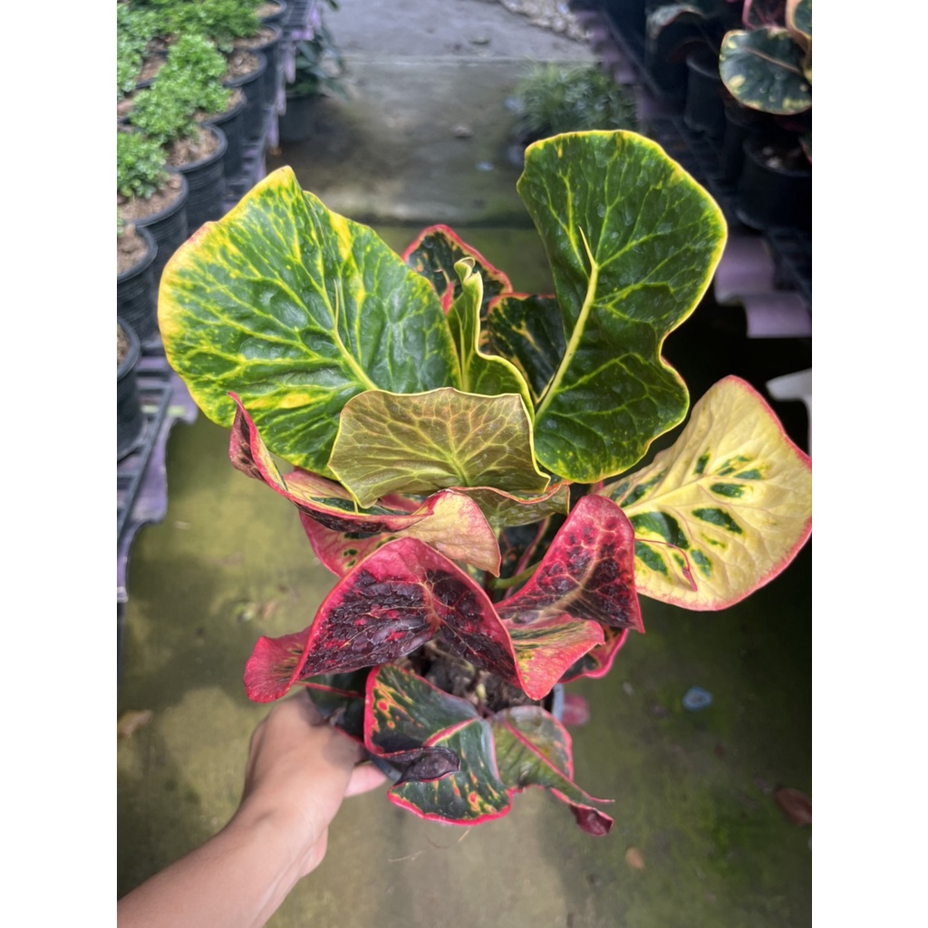 มุมมอง 2