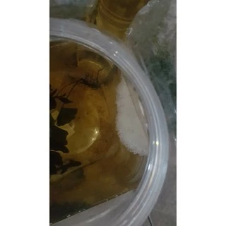 น้ำหมักใบหูกวางผสมสีเสียด สูตรพิเศษฝาดำ (ขนาด 1500 มิลลิลิตร)