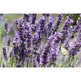 ลาเวนเดอร์อิงลิช English Lavender เมล็ดพันธุ์