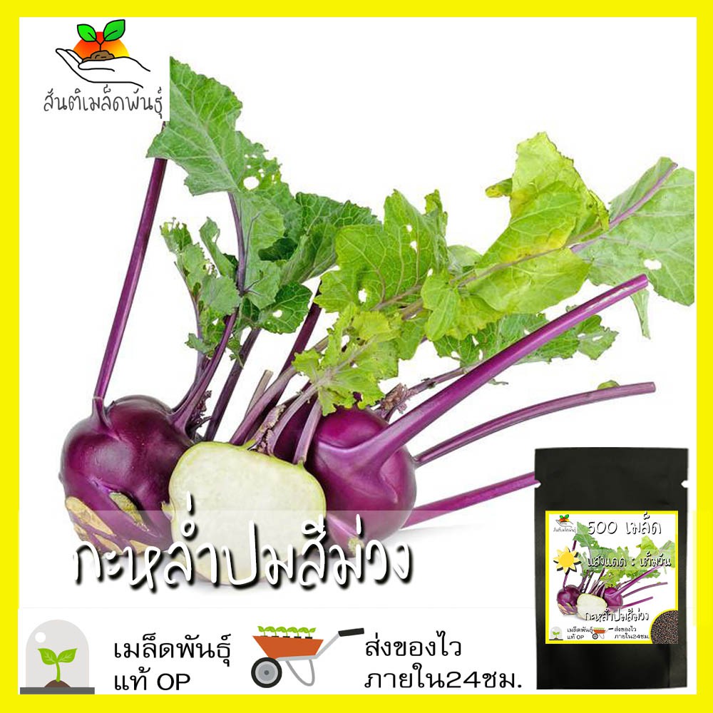 เมล็ดพันธุ์ กะหล่ำปม สีม่วง 500 เมล็ด Purple Vienna Kohlrabi Seed เมล็ดพันธุ์แท้100% นำเข้าจากต่างประเทศ กะหล่ำ ปลูกผัก