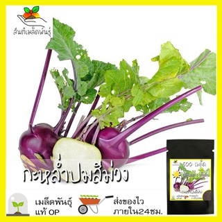 เมล็ดพันธุ์ กะหล่ำปม สีม่วง 500 เมล็ด Purple Vienna Kohlrabi Seed เมล็ดพันธุ์แท้100% นำเข้าจากต่างประเทศ กะหล่ำ ปลูกผัก