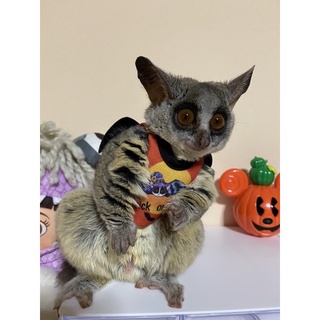 ชุดบุชเบบี้ ชุดลิงมาโมเสท bushbaby bat ธีมฮาโลวีน Halloween costume