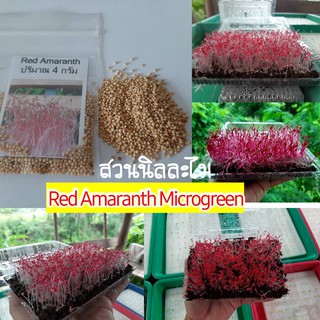 เมล็ดผักไมโครกรีน  Red Amarnthปริมาณ4กรัม (มีเก็บเงินปลายทาง)