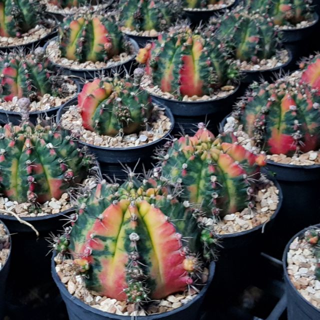 cactus_baanhao