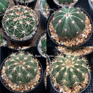 เมโลแคคตัส melocactus