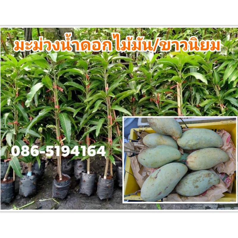 มะม่วงน้ำดอกไม้มันทวาย ปลูก1ปี ติดผล สูง 80 -100 ซม. รับประกันความเสียหายระหว่างการขนส่ง