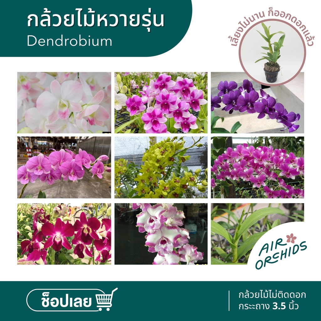 กล้วยไม้หวายปั่นตา (เพาะเลี้ยงเนื้อเยื่อ) ไม่ติดดอก ลำต้นแข็งแรง