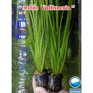 เทปเล็ก Vallisneria ต้นไม้น้ำพร้อมปลูก ต้นไม้ตกเเต่งตุ้ปลา