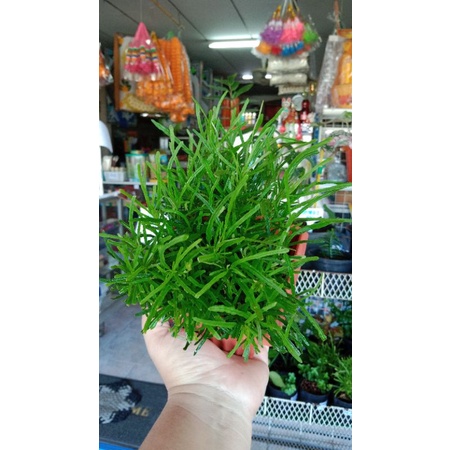 ต้นริบบิ้นเขียว กระถาง4"ส่งพร้อมกระถาง