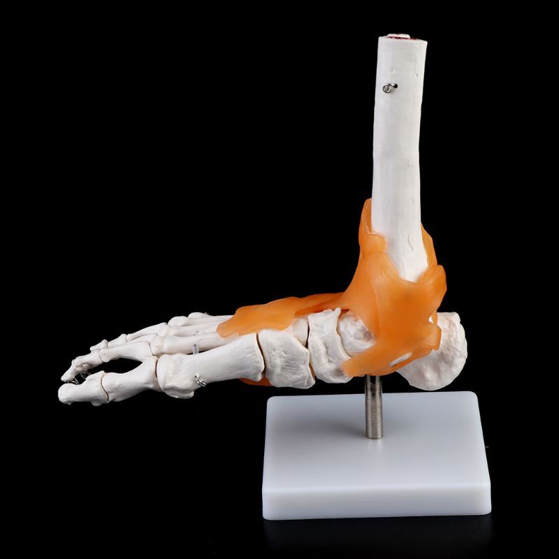【กรุงเทพพร้อมส่ง】1:1 Lifesize Human Skeleton Foot Ankle Bone Joint Anatomy Model w/ Ligament Teachin